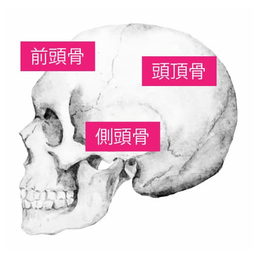 頭蓋骨